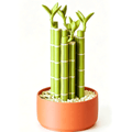 Lucky Bamboo American Mahjong Set with 152 Tiles, Bamboo Racks & Pot Storage